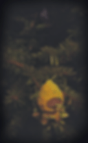 Tree bounce